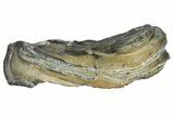 Mammoth Molar Slice with Case - South Carolina #217871-1